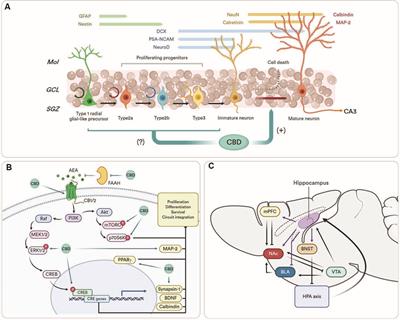 The Pro-neurogenic Effects of Cannabidiol and Its Potential Therapeutic Implications in Psychiatric Disorders